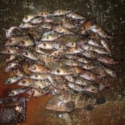 ライトワインドで爆釣の夜♪